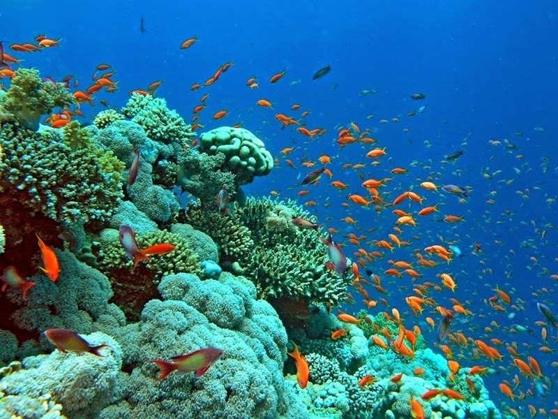 Corals in Redang Island