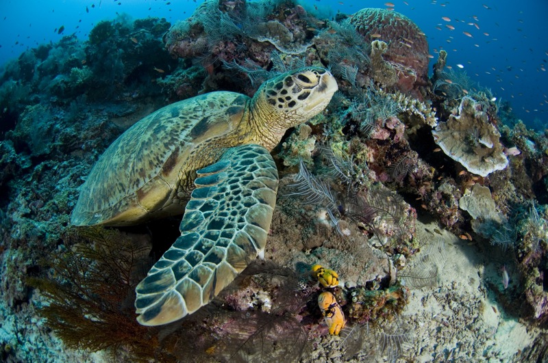 An underwater turtle in one of the diving sites in Malaysia