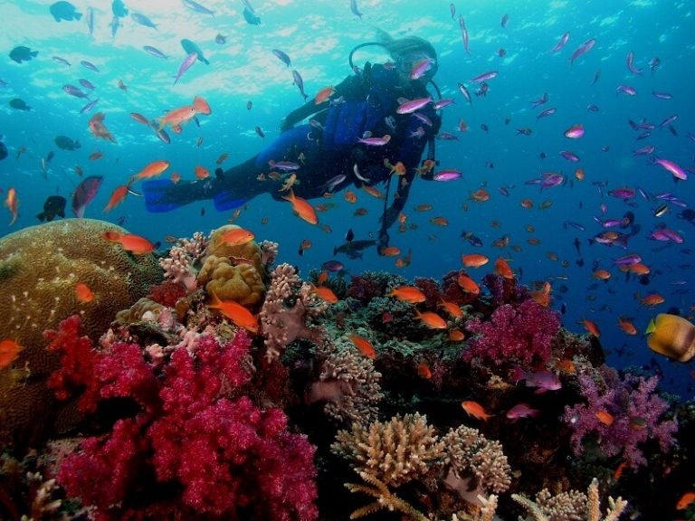 Let’s Go Scuba Diving in Malaysia! 3 Best Locations